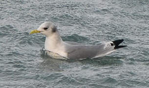 Black-legged Kittiwake