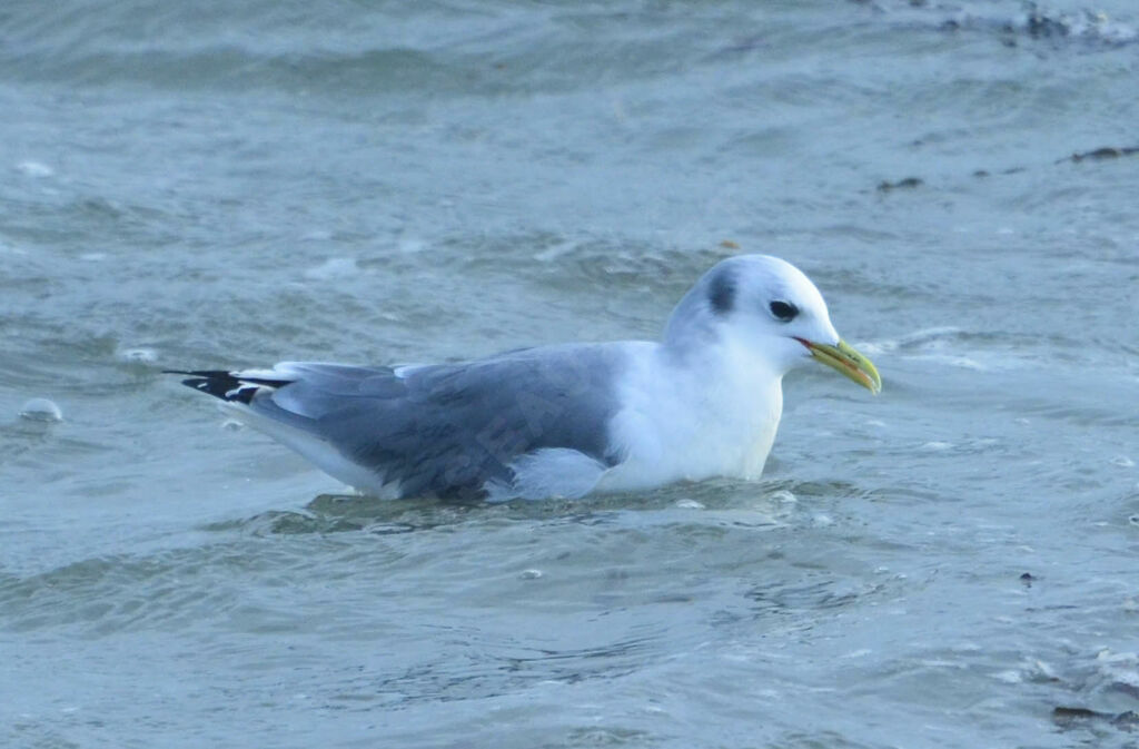 Mouette tridactyleadulte