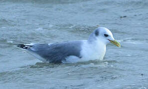 Black-legged Kittiwake