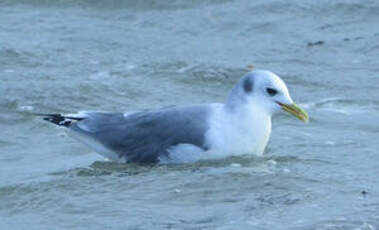 Mouette tridactyle