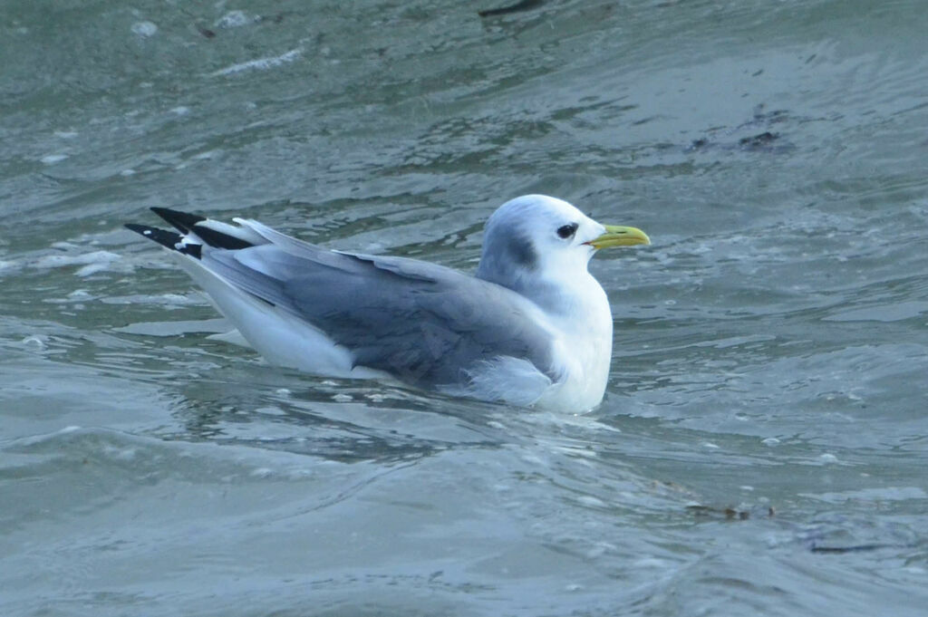 Mouette tridactyleadulte