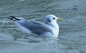 Black-legged Kittiwake