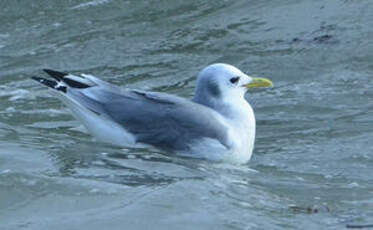 Mouette tridactyle