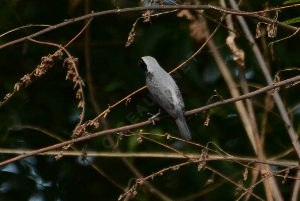 Grey-headed Nigritaadult