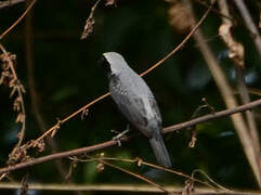 Grey-headed Nigrita