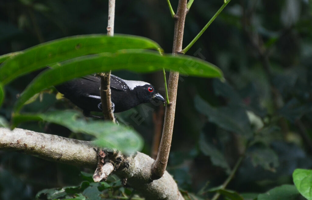 Grey-headed Nigritaadult, identification