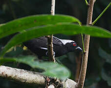 Grey-headed Nigrita