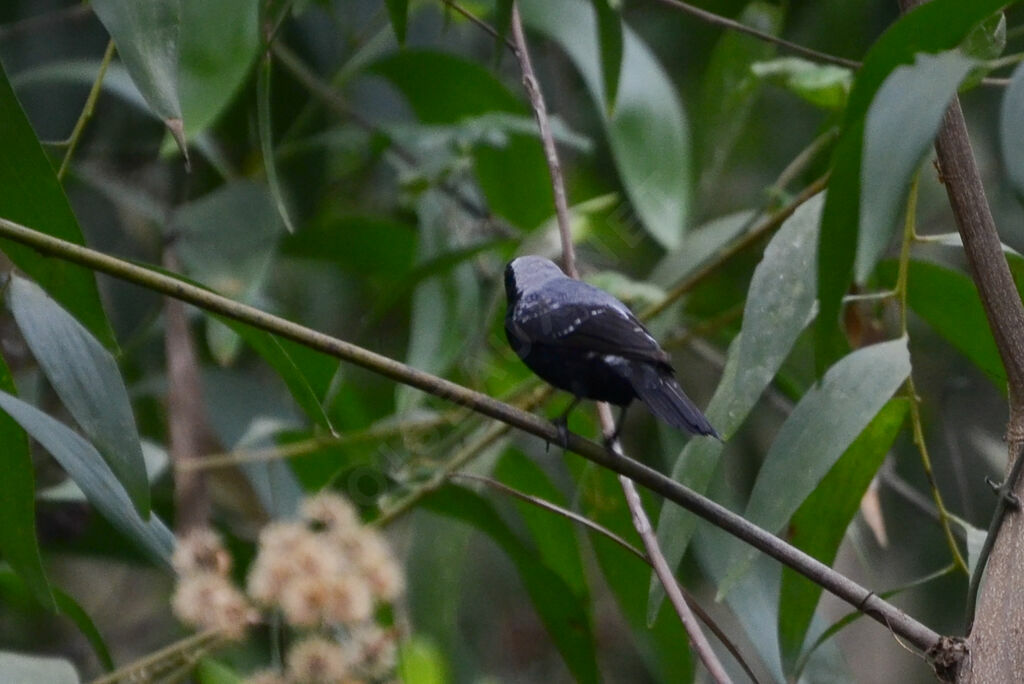 Grey-headed Nigritaadult