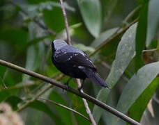 Grey-headed Nigrita