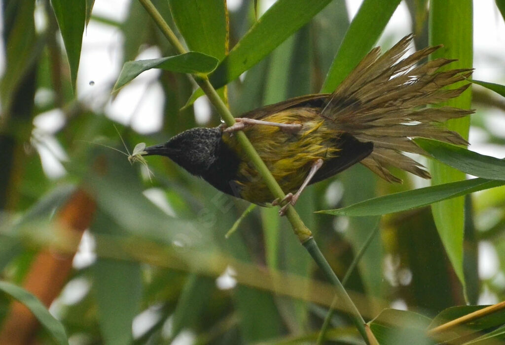 Oriole Warbleradult, identification, feeding habits