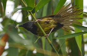 Oriole Warbler