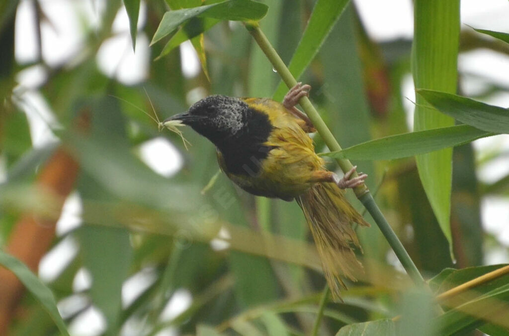 Oriole Warbleradult, identification, feeding habits