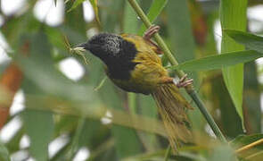 Oriole Warbler