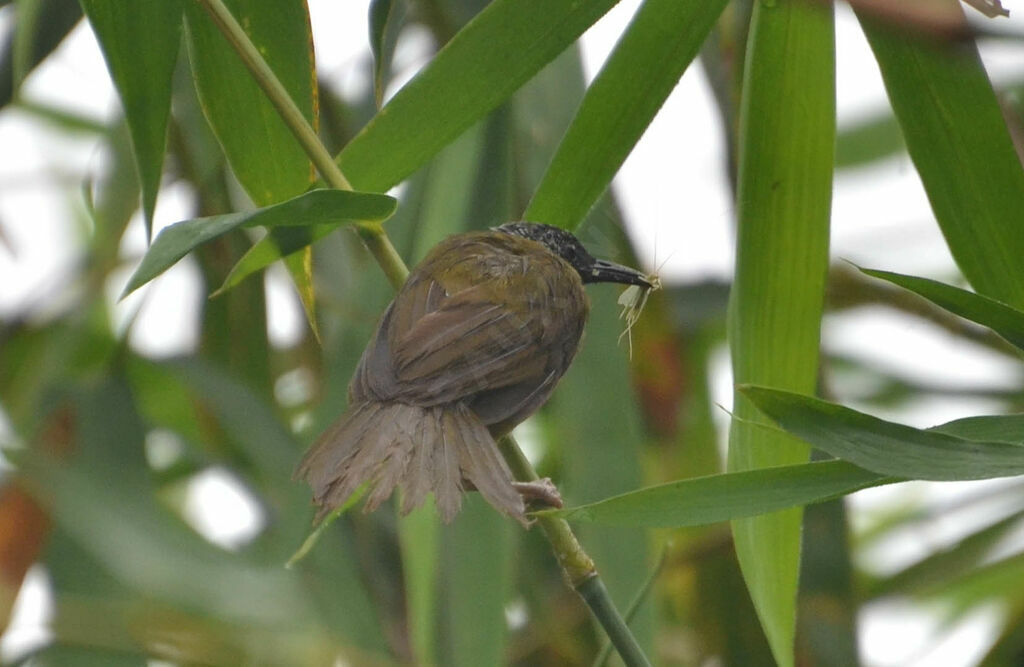 Oriole Warbleradult, feeding habits