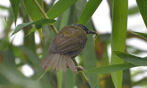 Oriole Warbler