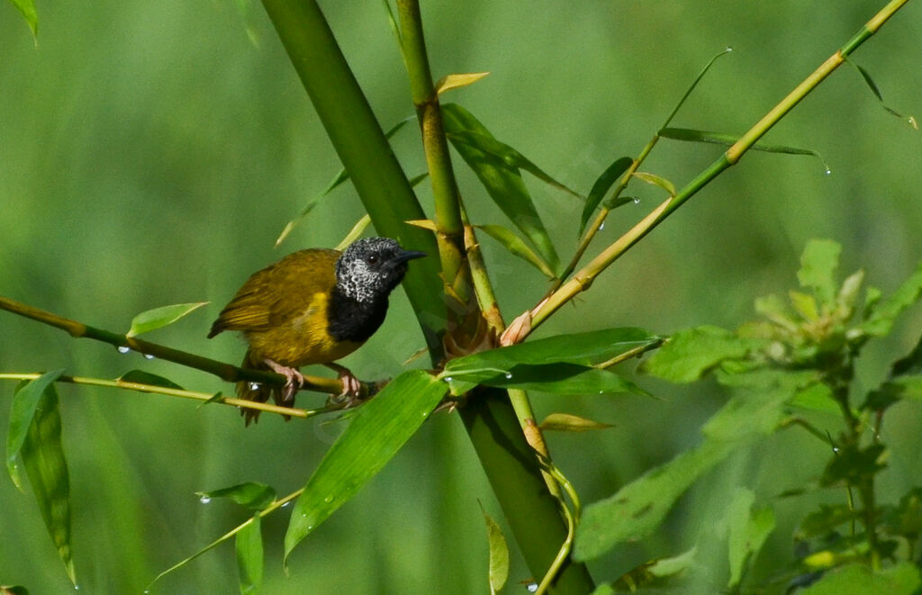 Oriole Warbleradult breeding, identification