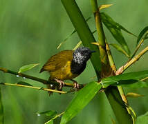 Oriole Warbler