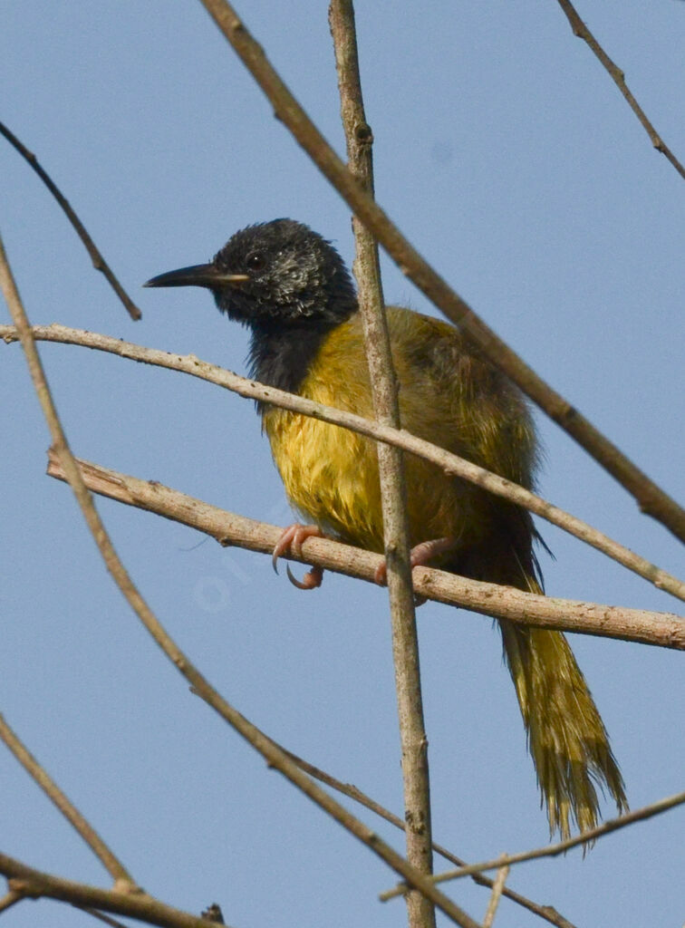 Oriole Warbleradult, identification