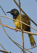 Oriole Warbler