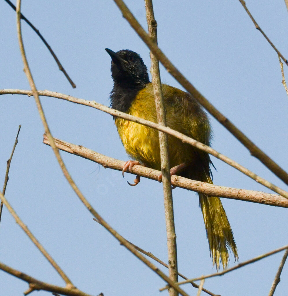 Oriole Warbleradult, identification