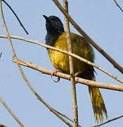 Oriole Warbler