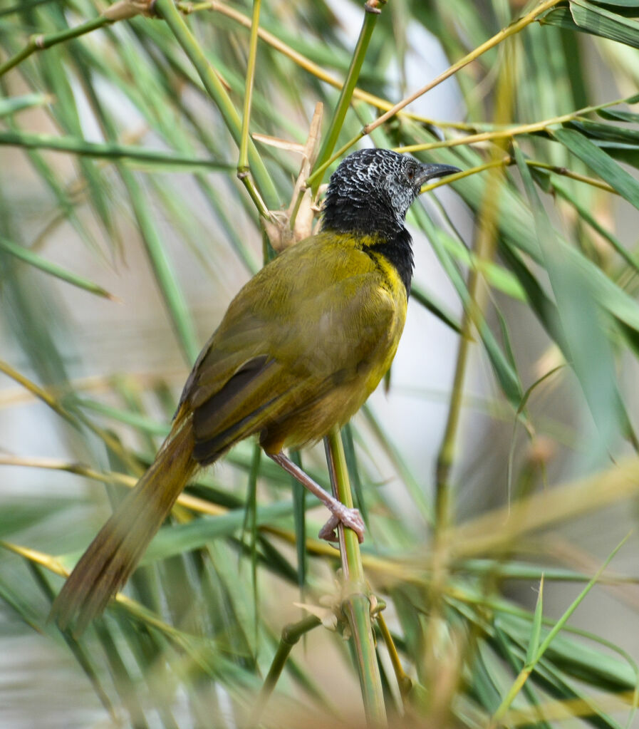 Oriole Warbleradult, identification