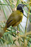 Oriole Warbler