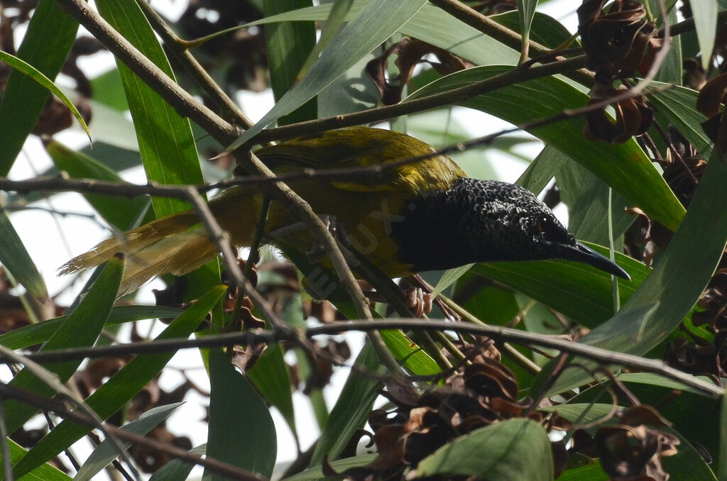 Oriole Warbleradult, identification