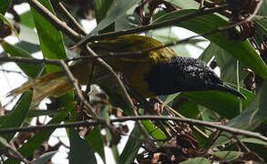 Oriole Warbler