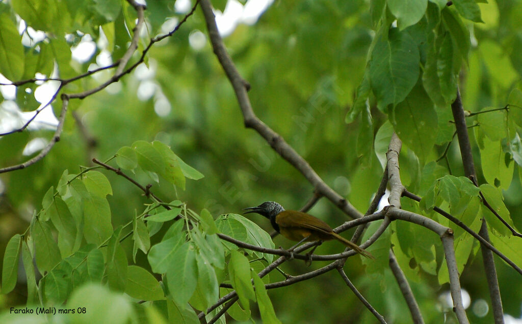 Oriole Warbler