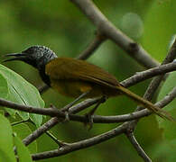 Oriole Warbler