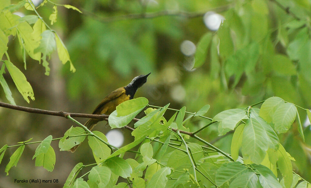 Oriole Warbler