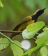 Oriole Warbler