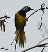 Oriole Warbler