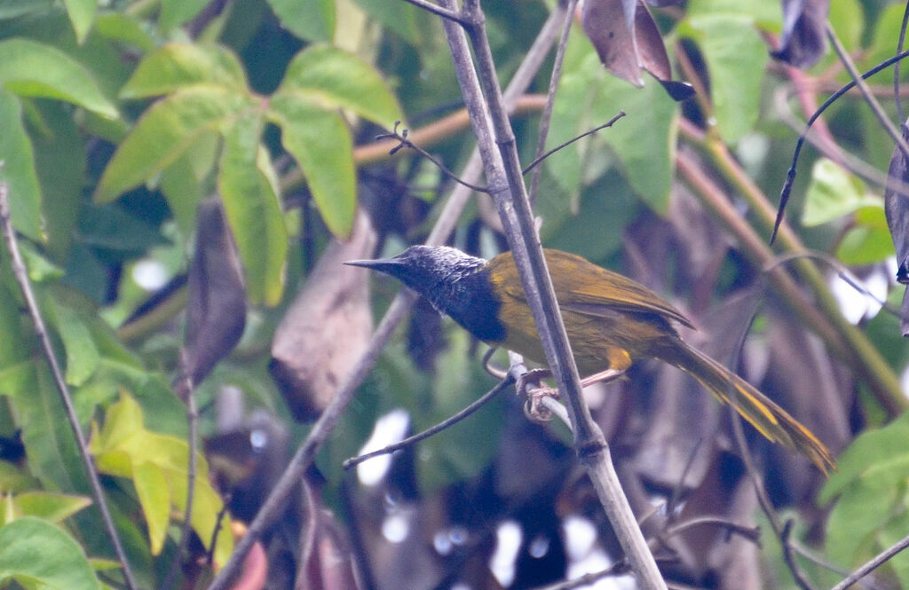 Oriole Warbleradult