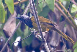 Oriole Warbler