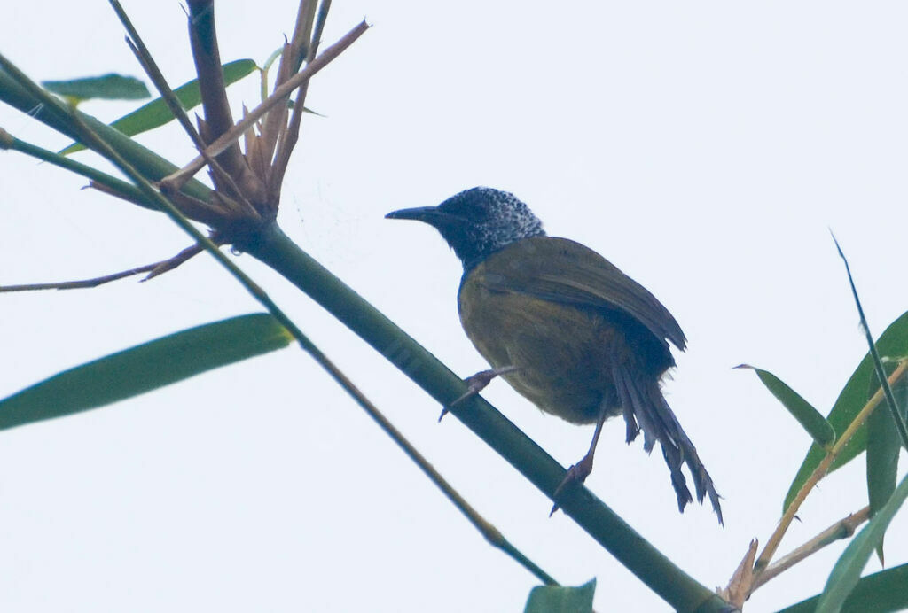 Oriole Warbleradult post breeding, identification