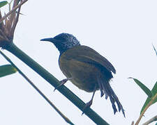 Oriole Warbler