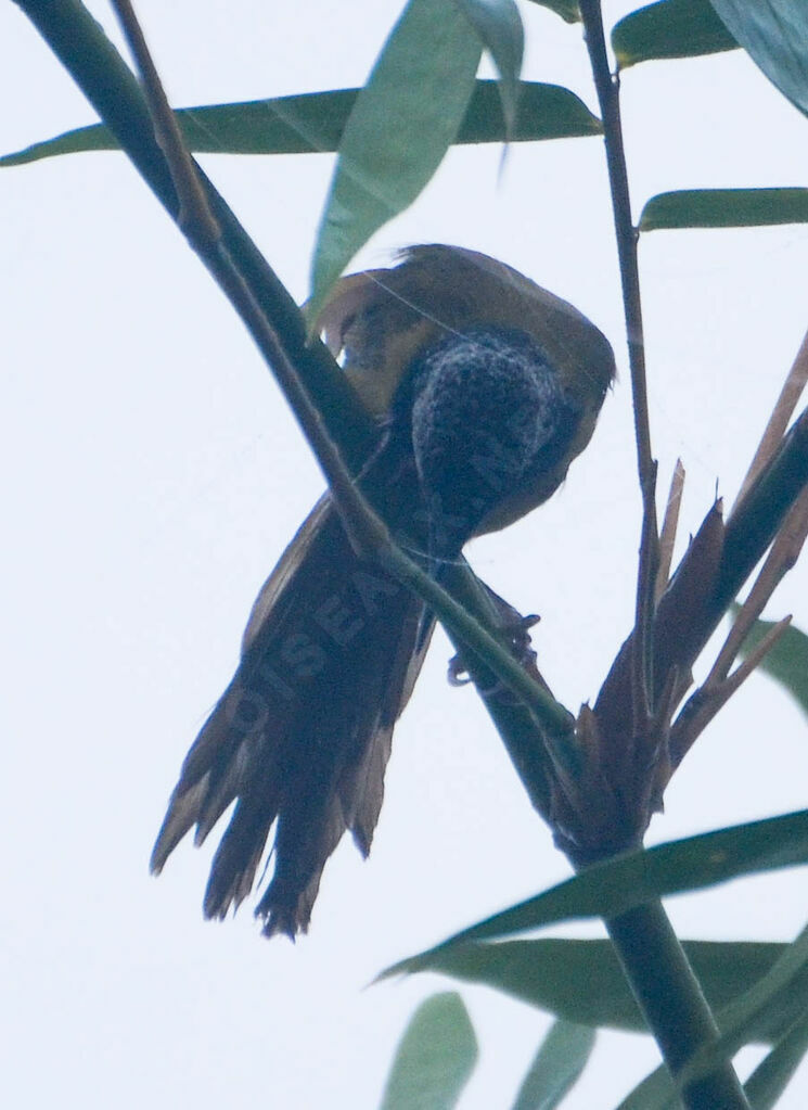 Oriole Warbler