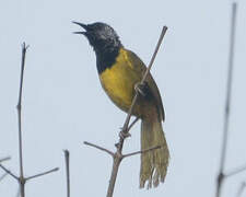 Oriole Warbler