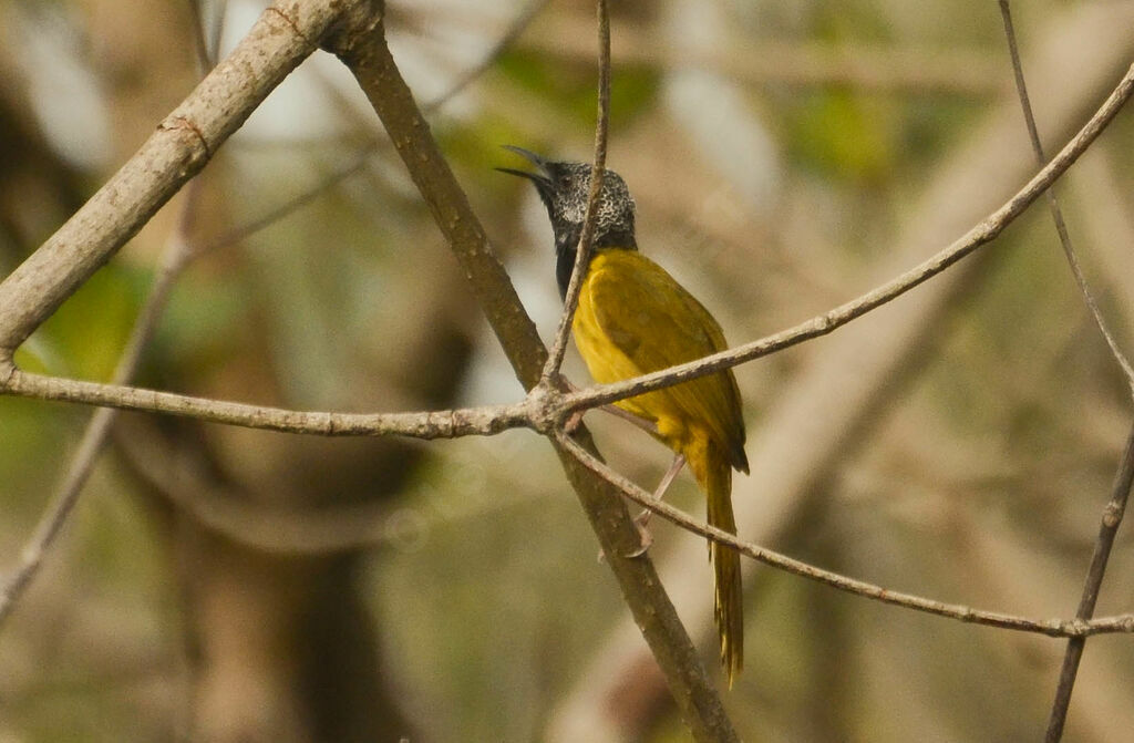 Noircap loriotadulte, identification