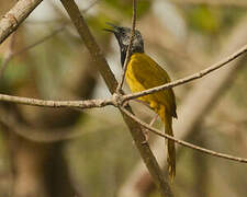 Oriole Warbler