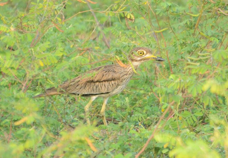 Senegal Thick-kneeadult