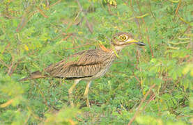 Senegal Thick-knee