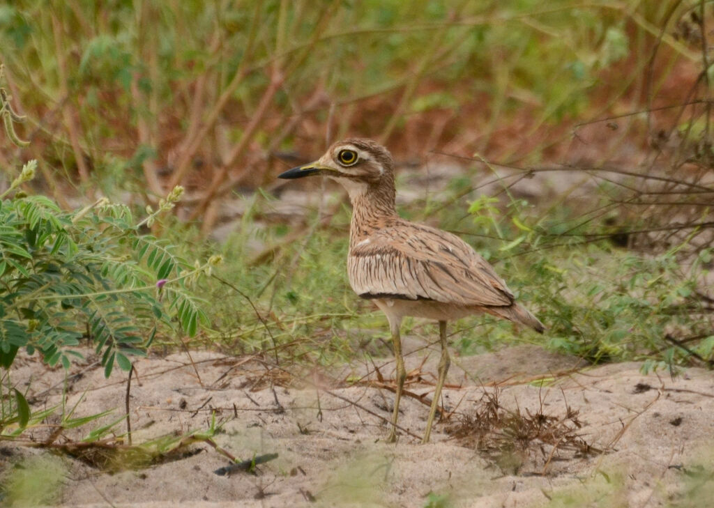 Senegal Thick-kneeadult