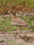 Senegal Thick-knee