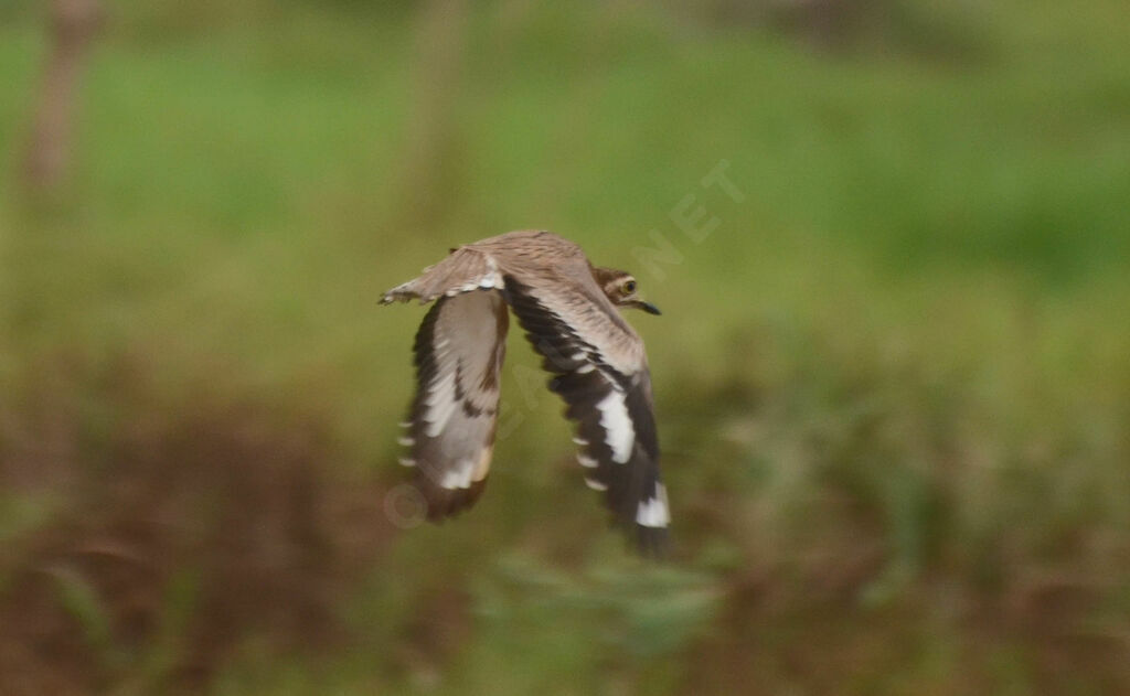 Senegal Thick-kneeadult, Flight