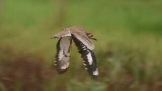 Senegal Thick-knee