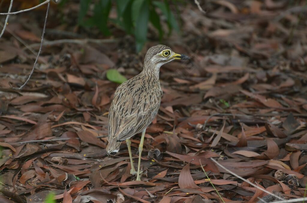 Senegal Thick-kneesubadult, identification