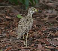 Senegal Thick-knee